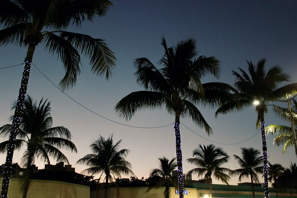 Palm trees wrapped in string lights at night in Miami